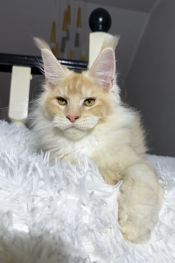 Diamond | Maine Coon Kitten