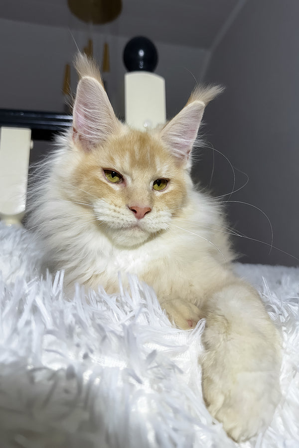 Diamond | Maine Coon Kitten
