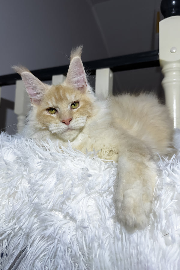 Diamond | Maine Coon Kitten