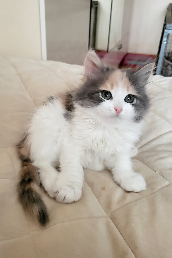 Diana | Siberian Kitten