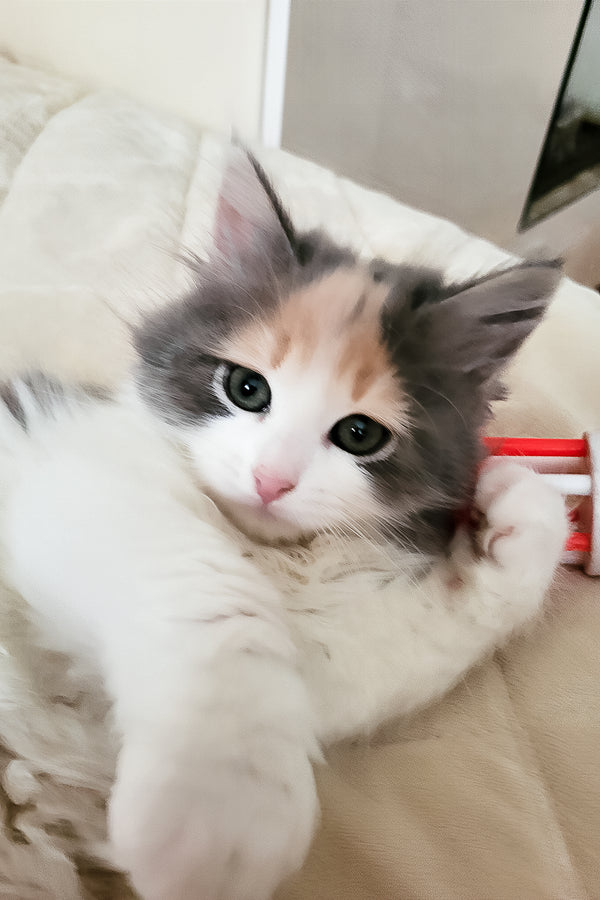 Diana | Siberian Kitten