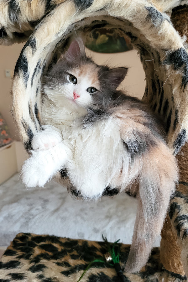 Diana | Siberian Kitten