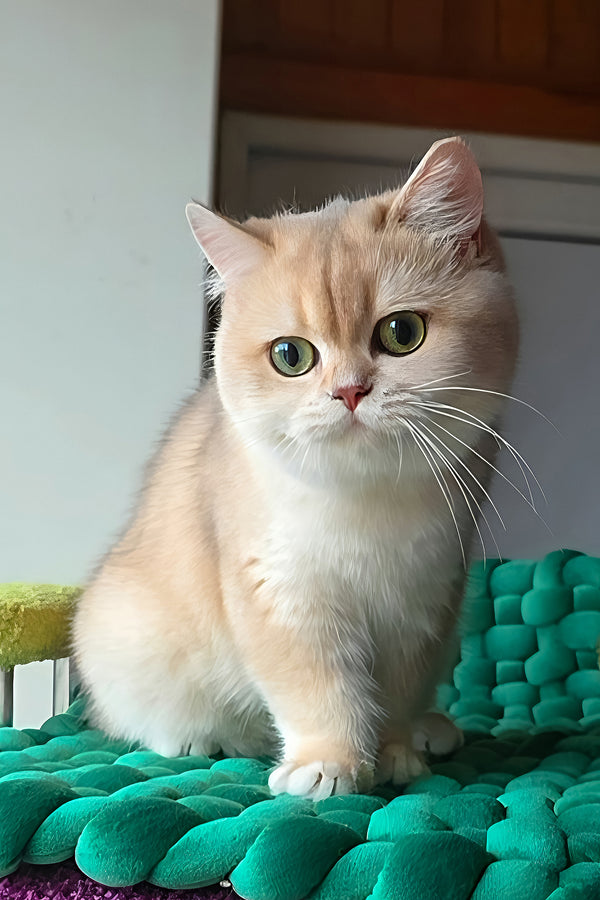 Diane | British Shorthair Kitten