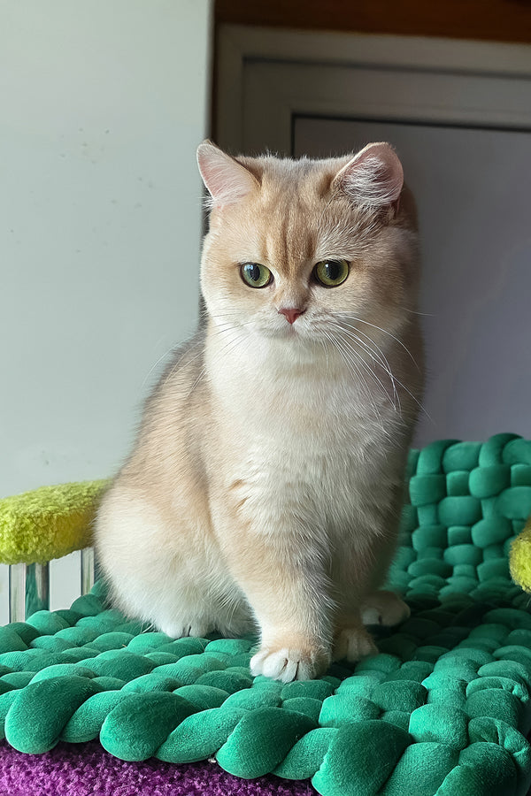 Diane | British Shorthair Kitten