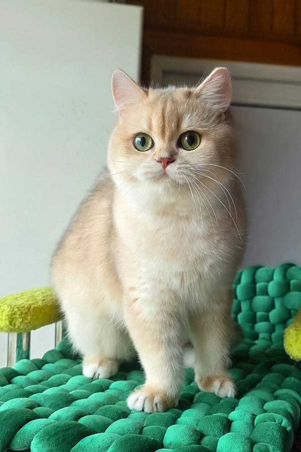 Diane | British Shorthair Kitten