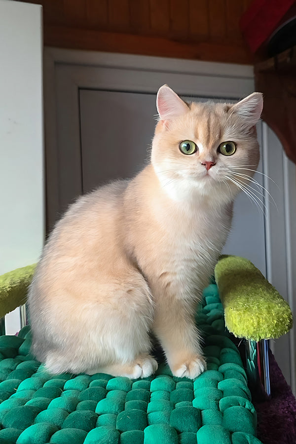 Diane | British Shorthair Kitten