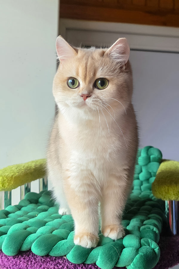 Diane | British Shorthair Kitten