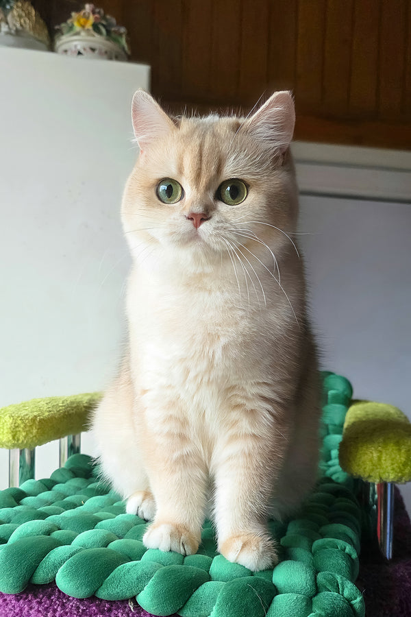 Diane | British Shorthair Kitten