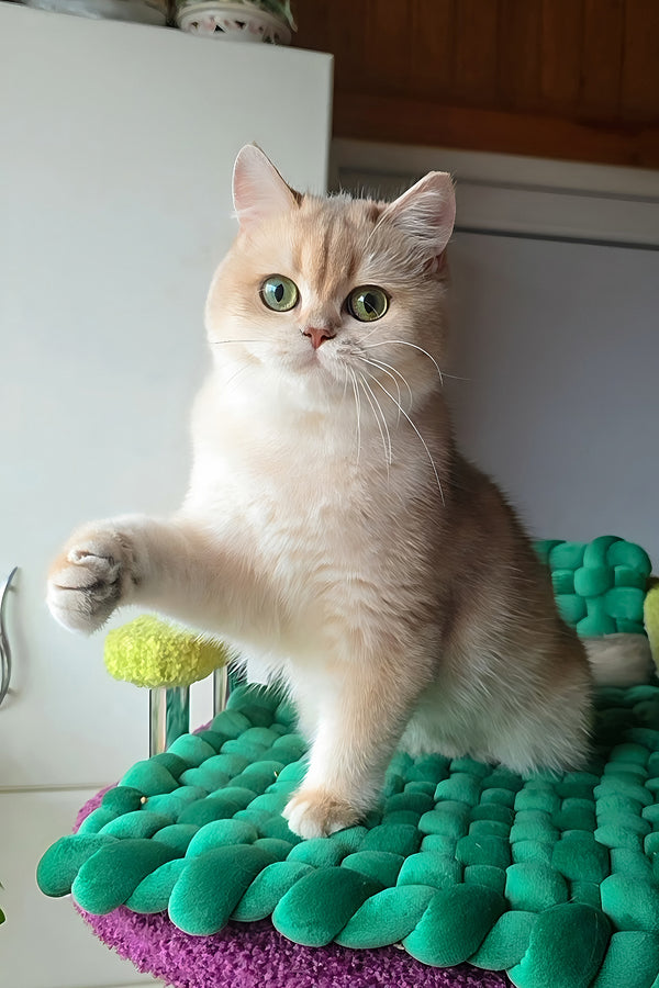 Diane | British Shorthair Kitten
