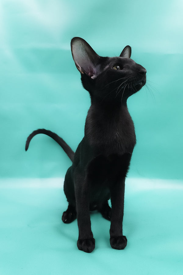 Diana | Oriental Shorthair Kitten