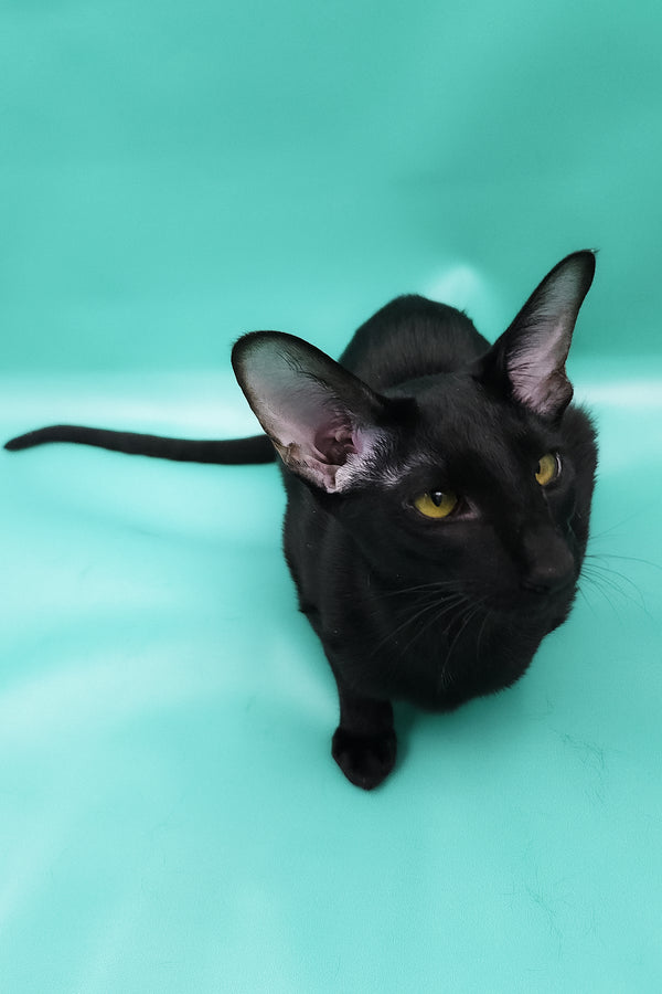 Diana | Oriental Shorthair Kitten