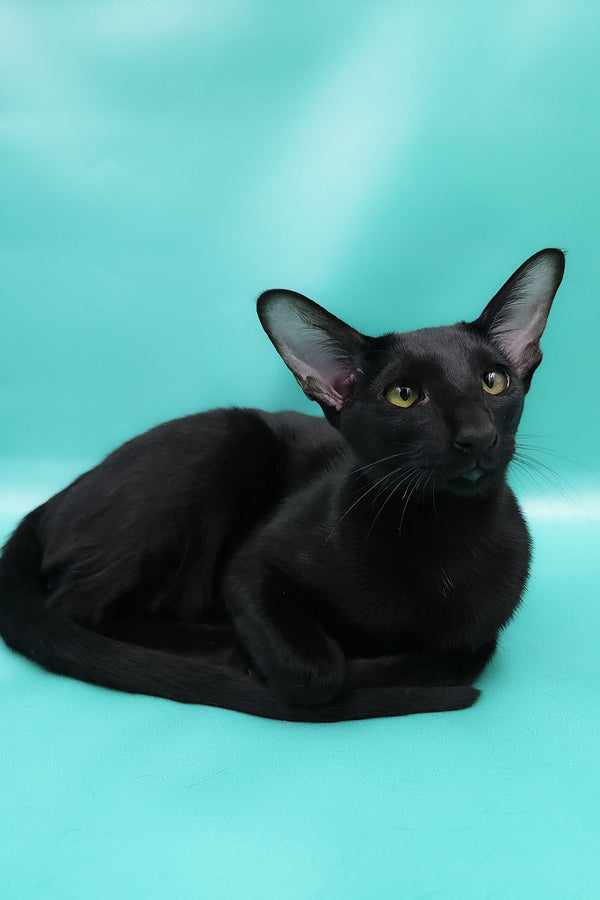 Diana | Oriental Shorthair Kitten