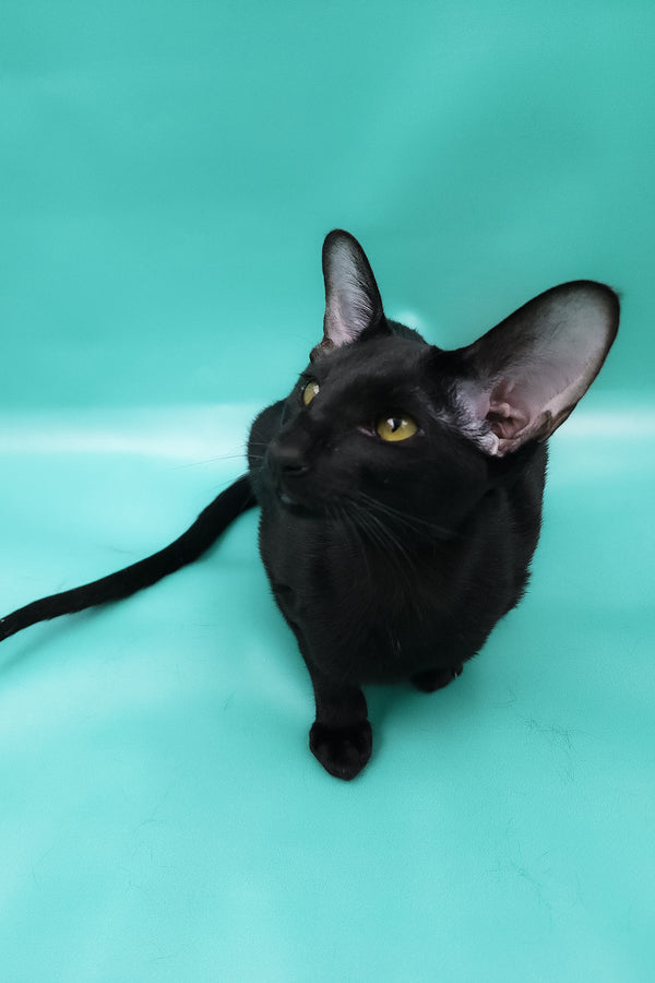 Diana | Oriental Shorthair Kitten