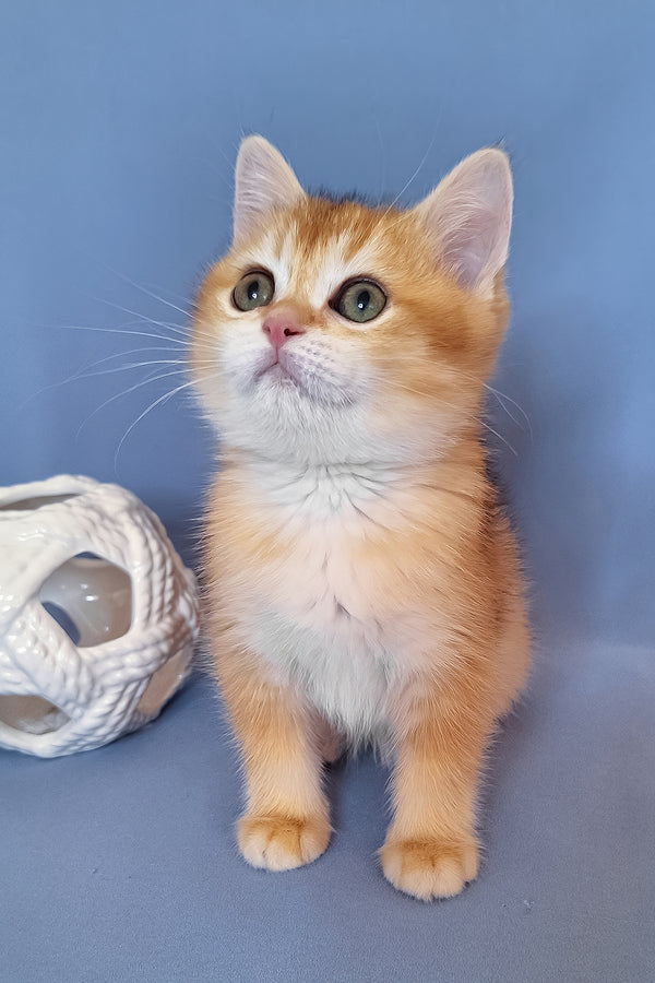 Diana | British Shorthair Kitten