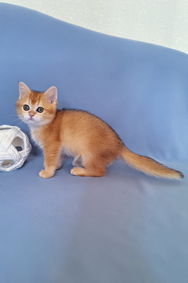 Diana | British Shorthair Kitten