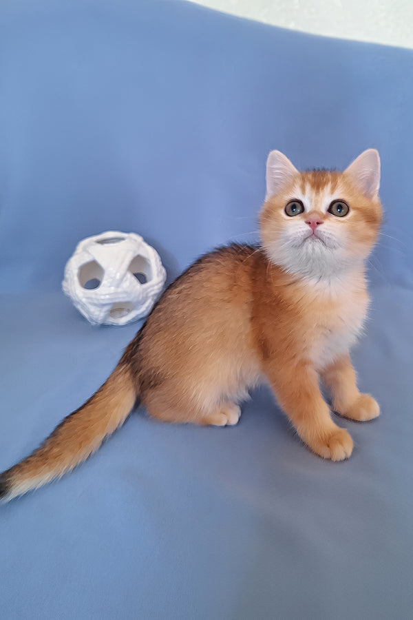 Diana | British Shorthair Kitten