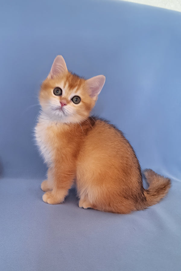Diana | British Shorthair Kitten