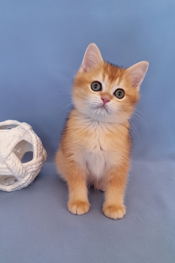 Diana | British Shorthair Kitten