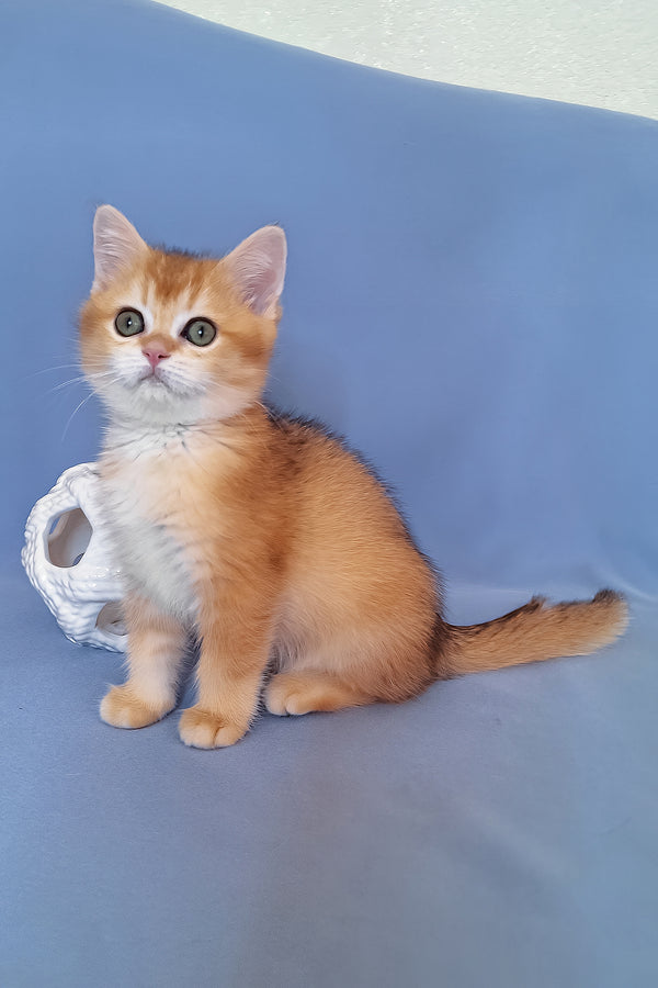 Diana | British Shorthair Kitten