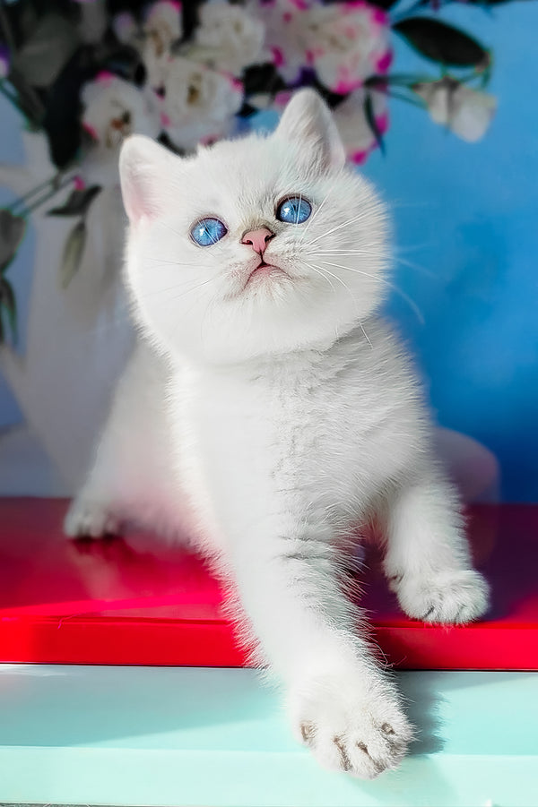 Diana | British Shorthair Kitten