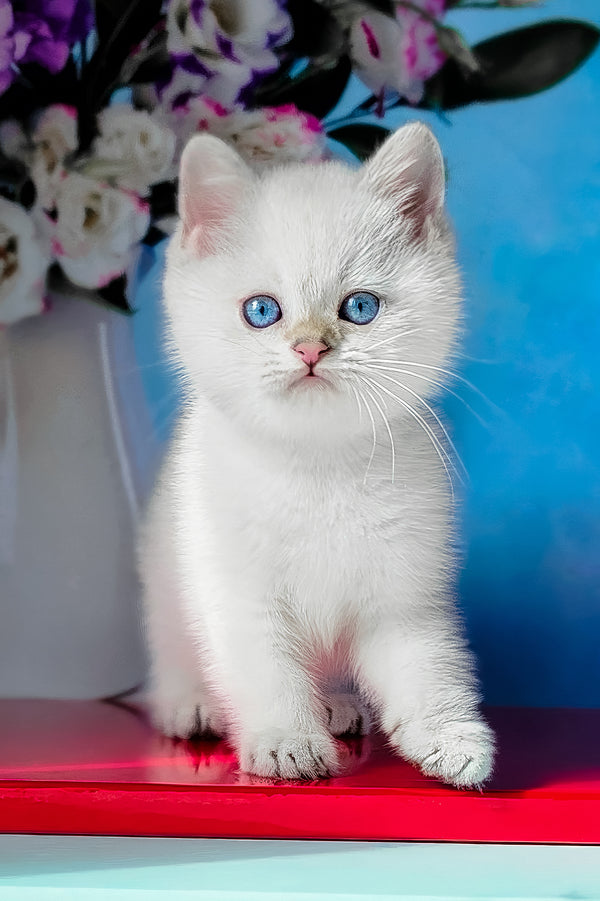 Diana | British Shorthair Kitten