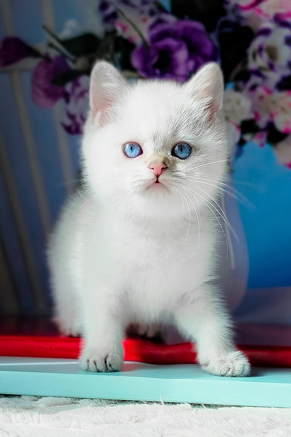 Diana | British Shorthair Kitten