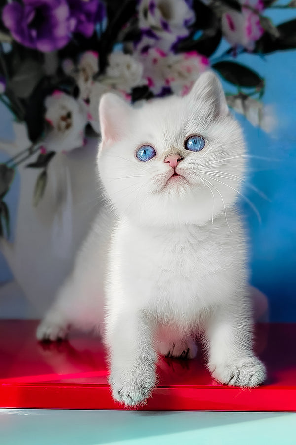 Diana | British Shorthair Kitten