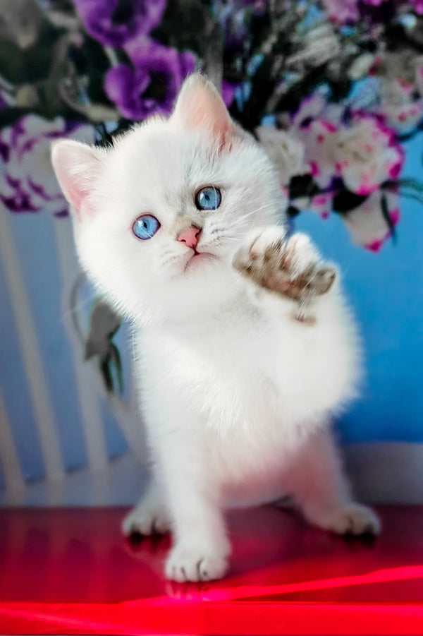 Diana | British Shorthair Kitten