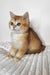 Diana | British Shorthair Kitten