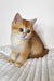 Diana | British Shorthair Kitten