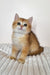 Diana | British Shorthair Kitten