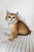 Diana | British Shorthair Kitten