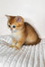Diana | British Shorthair Kitten