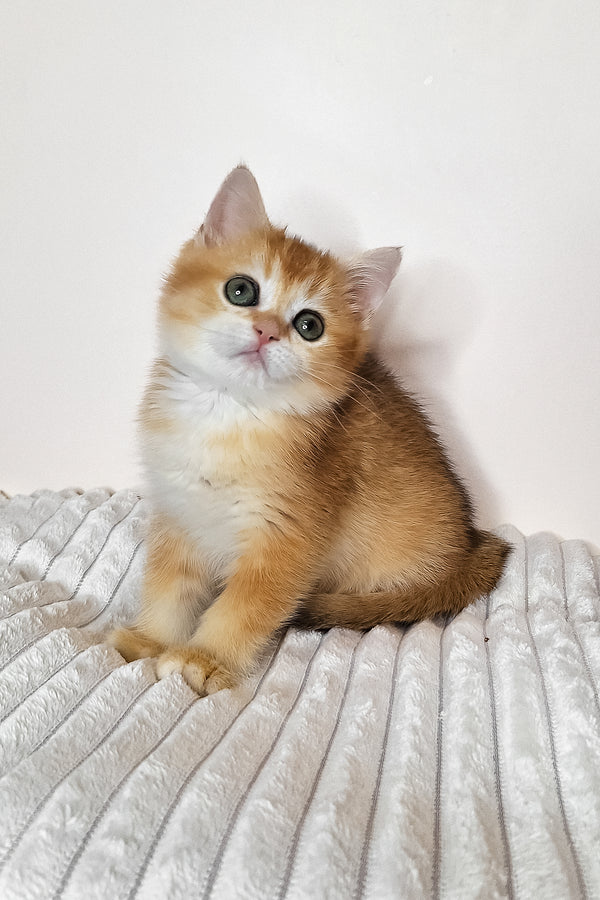 Diana | British Shorthair Kitten