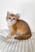 Diana | British Shorthair Kitten