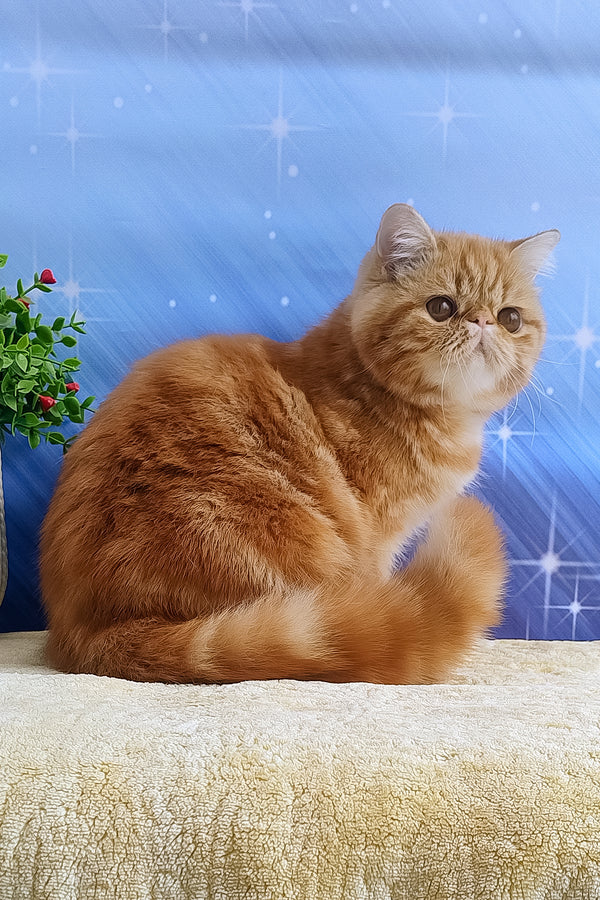 Diane | Exotic Shorthair Kitten