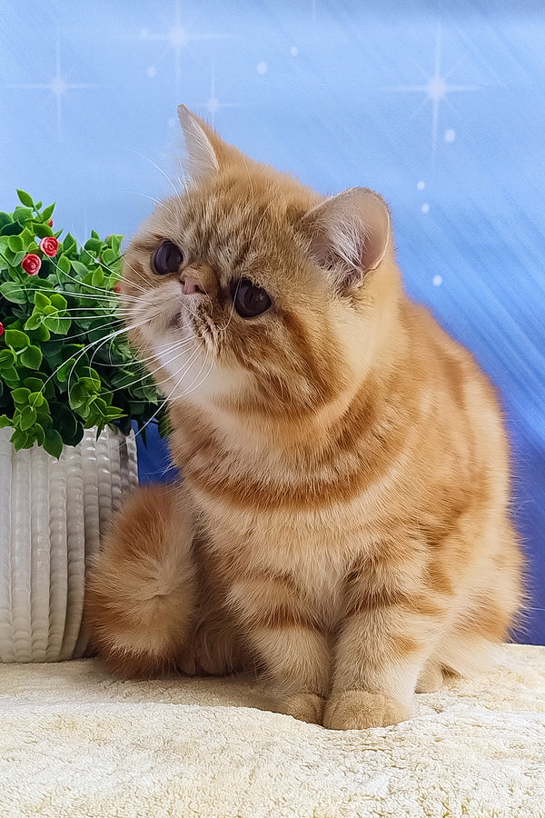 Diane | Exotic Shorthair Kitten