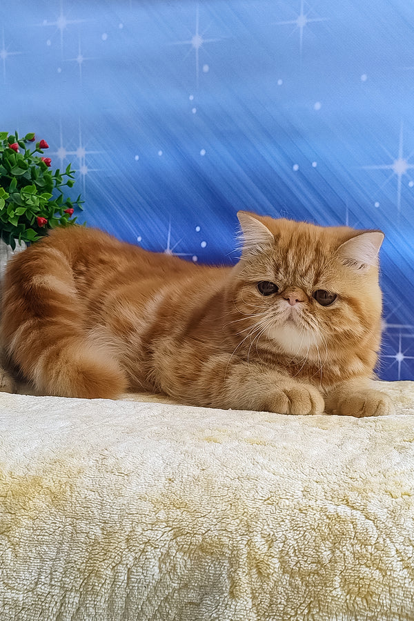 Diane | Exotic Shorthair Kitten