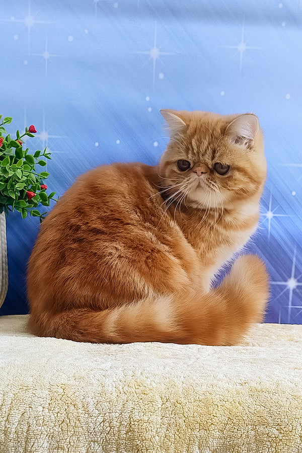 Diane | Exotic Shorthair Kitten