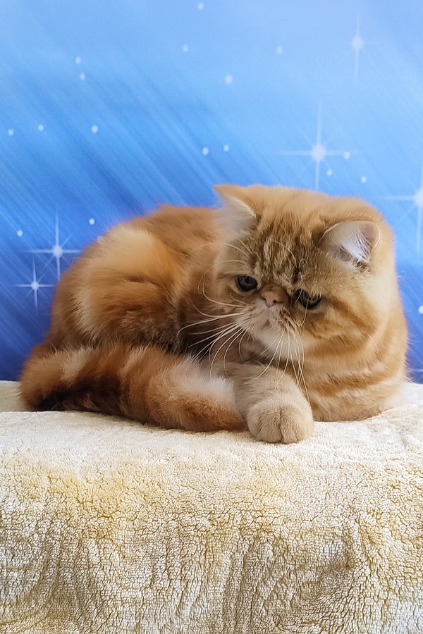 Diane | Exotic Shorthair Kitten