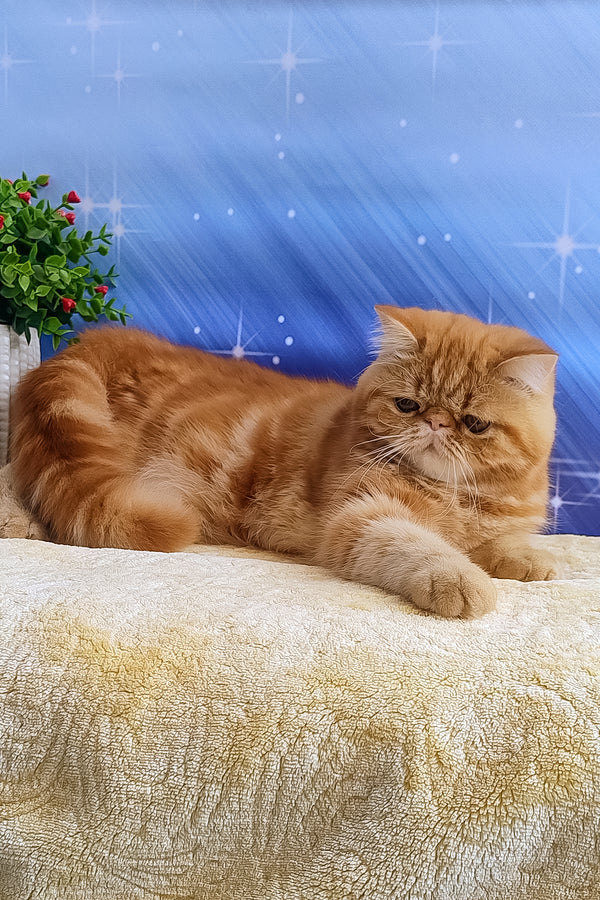 Diane | Exotic Shorthair Kitten