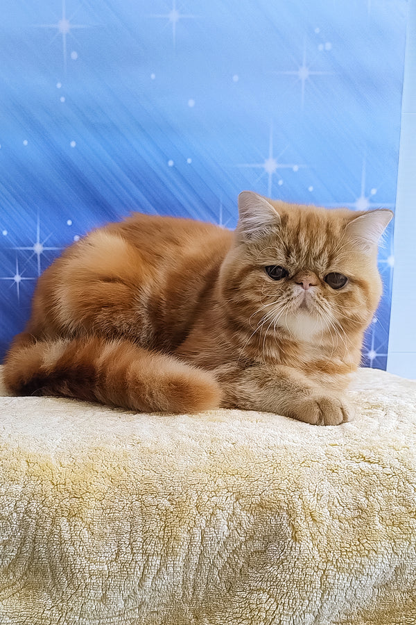 Diane | Exotic Shorthair Kitten