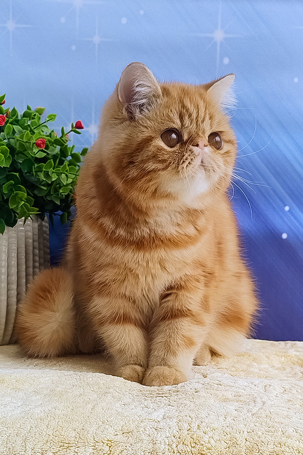 Diane | Exotic Shorthair Kitten