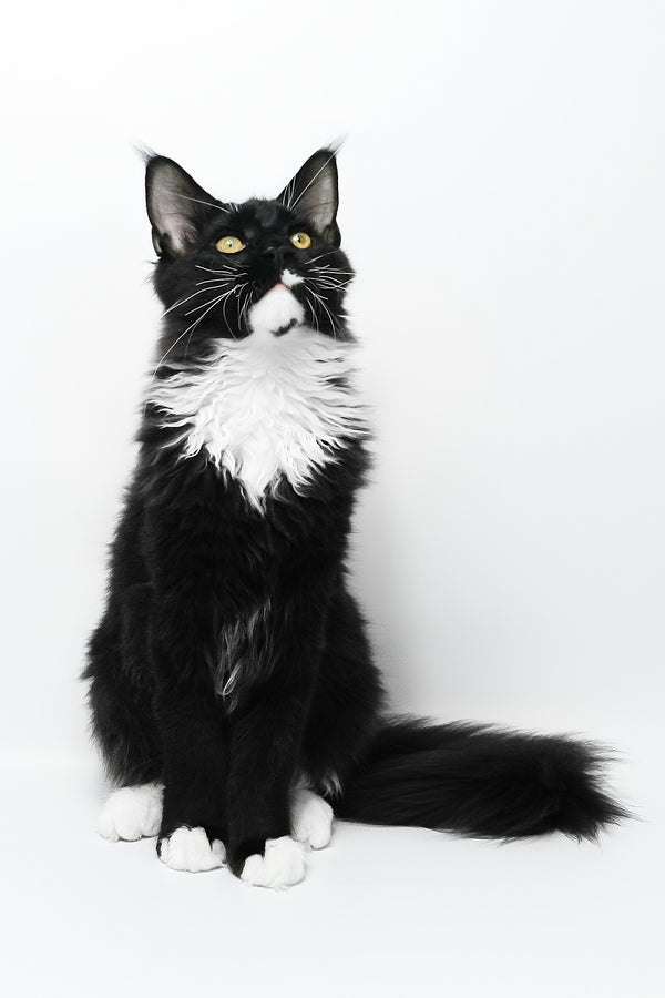 Diego | Maine Coon Kitten