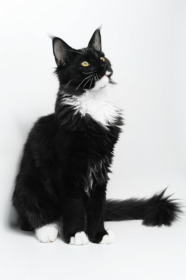 Diego | Maine Coon Kitten