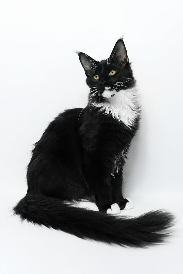 Diego | Maine Coon Kitten