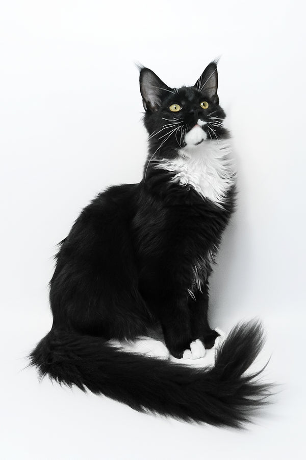 Diego | Maine Coon Kitten