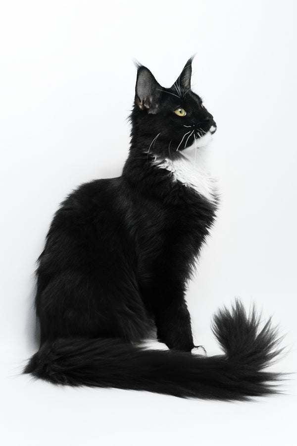 Diego | Maine Coon Kitten