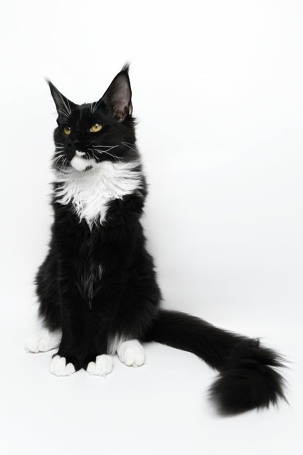 Diego | Maine Coon Kitten