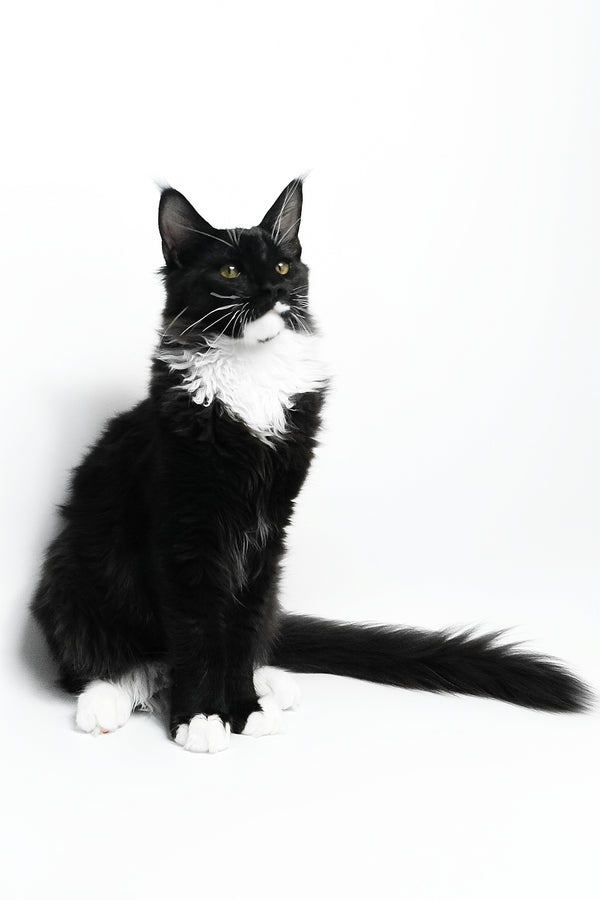 Diego | Maine Coon Kitten